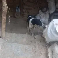 دو سگ|سگ|الیگودرز, |دیوار