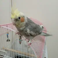 عروس هلندی سخنگو