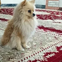 پامر|سگ|تهران, یوسف‌آباد|دیوار