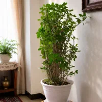 گل و گلدان