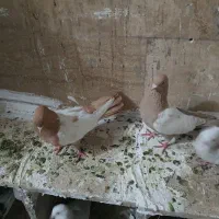 کفتر نقش