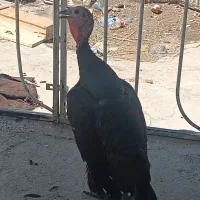 بوقلمون ماده