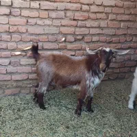 گوسفند