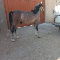 کره اسب اصیل کرد