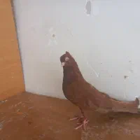 کفتر شهری صرب دم سفید بهبونی حراج