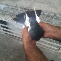 کبوتر سینه دم سیاه