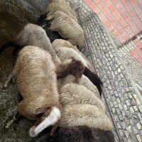 گوسفند جوان داشتی