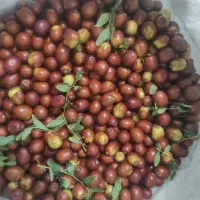 عناب تازه بیرجند