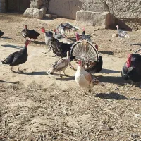 فروشی|حیوانات مزرعه|زابل, |دیوار