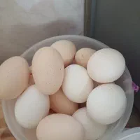 تخم مرغ محلی