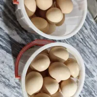 فروش تخم نطفه دار آمروک و تخم مرغ نطفه دار سلطان