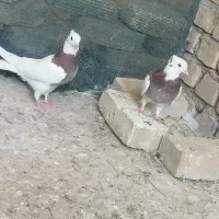 کبوتر