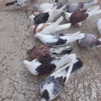 کبوتر طلا ارزشمند