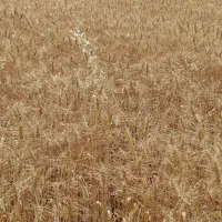 گندم امسال