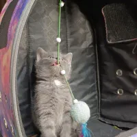 بچه گربه