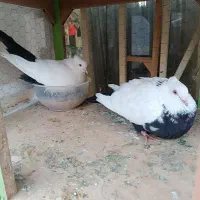 1 جفت کفتر با قفس چهار طبقه