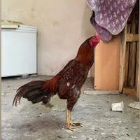 خروس فروشی