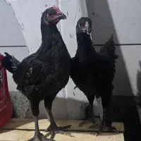 جوجه خروس لاری و جوجه مرغ لاری