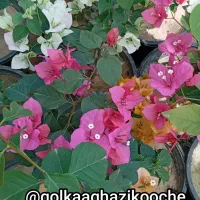 گل‌های با طراوت کاغذی