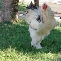 خروس برهما جوان.مرغ گیر