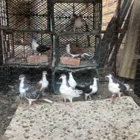 سیاه|پرنده|سراب, |دیوار