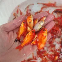 ماهی قرمز آماده همکاری