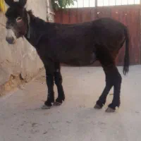 الاغ نر خر درشت کار بار گله