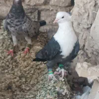 نر کربلایی با نر کله سبز کاکل