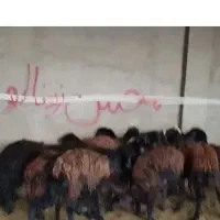 بره ماده.شیشک.گوسفندقزل افشار