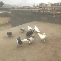 ۹تا پرشی ۸تانریکی ماده