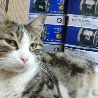 موتور کولری الکتروژن بلبرینگی خارجی