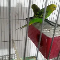 پرنده|پرنده|رفسنجان, |دیوار