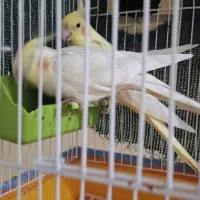 فروش عروس هلندی لوتینو جفت نر و ماده