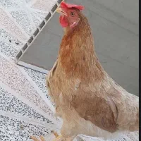 فروش دو مرغ تخم گذار