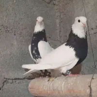 جفت طوقی کلافه