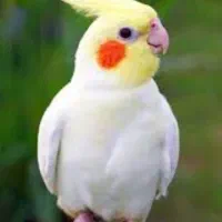گم شدن پرنده عروس هلندی
