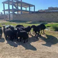 بره  قوچ قره قزل موفر. و چال