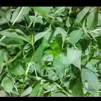 سبزی پاک میکنم در منزل خودم