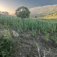 به دو کارگر  نیازمندیم برای فردا