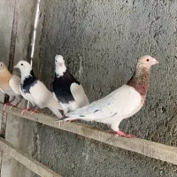 طوقی زرد سرور