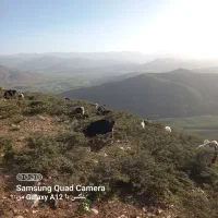 بز جوان معارضه بامیش
