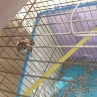 سهره نر بخوان جوجه قفس بوده