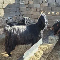 پازن درجه یک