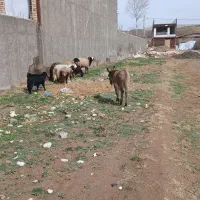 کره الاغ ماده