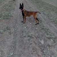 سگ مالینیوز