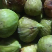 انجیر