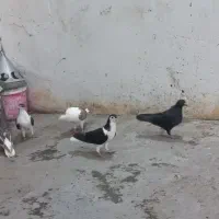 کفتر|پرنده|مشهد, ایثارگران|دیوار