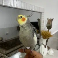 عروس هلندی