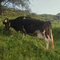 گاو هلشتاین