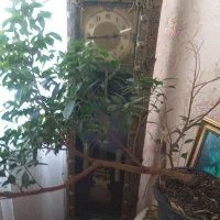 ساعت طرح برنز